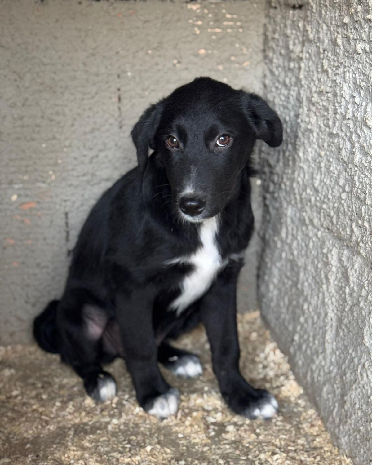 3 Monate altes Mädel aus Sizilien sucht ihr neues Zuhause 3 Monate altes Mädel aus Sizilien sucht ihr neues Zuhause