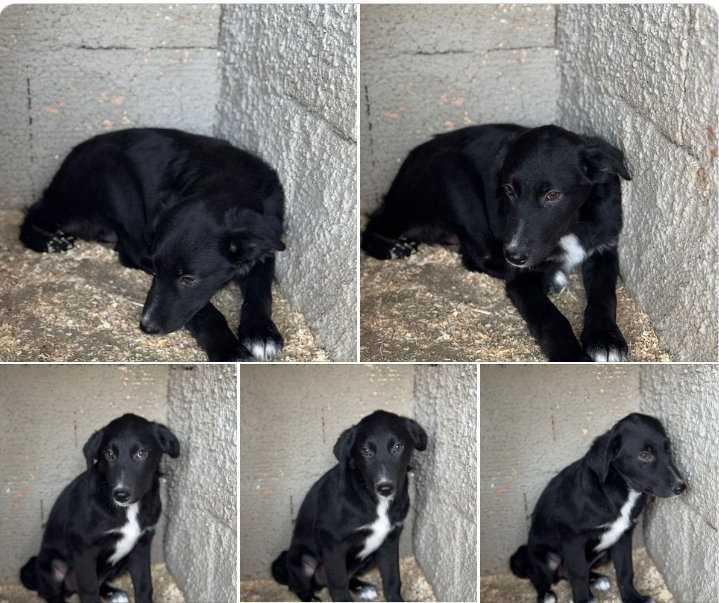 3 Monate altes Mädel aus Sizilien sucht ihr neues Zuhause 3 Monate altes Mädel aus Sizilien sucht ihr neues Zuhause