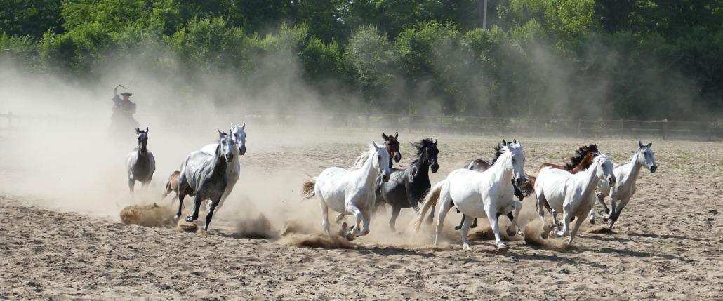 Pferdehaltung in Ungarn, bei uns finden Sie die richtige Immobilien dazu Pferdehaltung in Ungarn, bei uns finden Sie die richtige Immobilien dazu