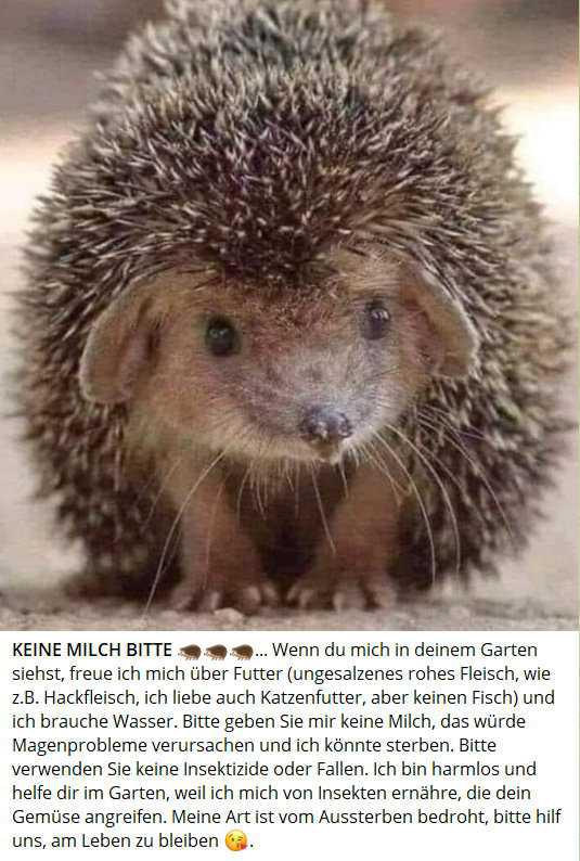 Igel bitte keine Milch geben