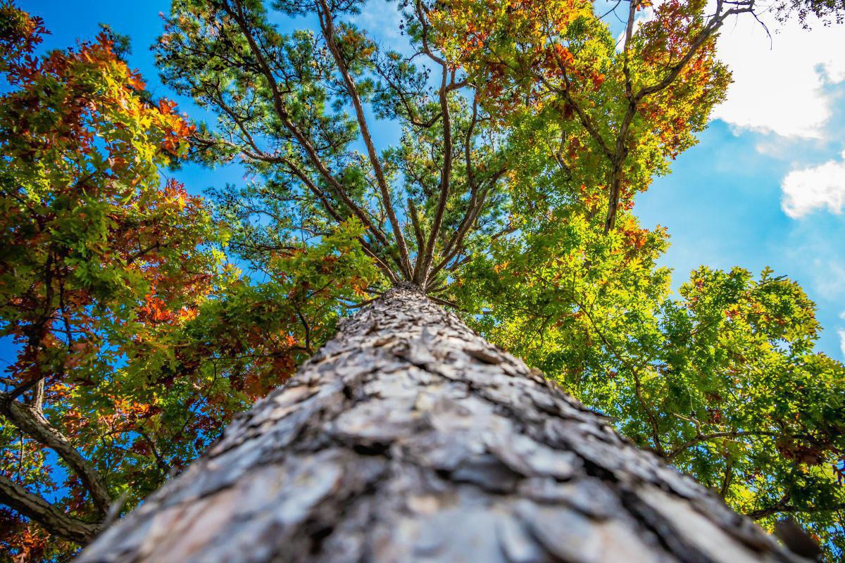Baumfällung in schwierigem Gelände & Kronen-Reduktion Baumfällung in schwierigem Gelände & Kronen-Reduktion