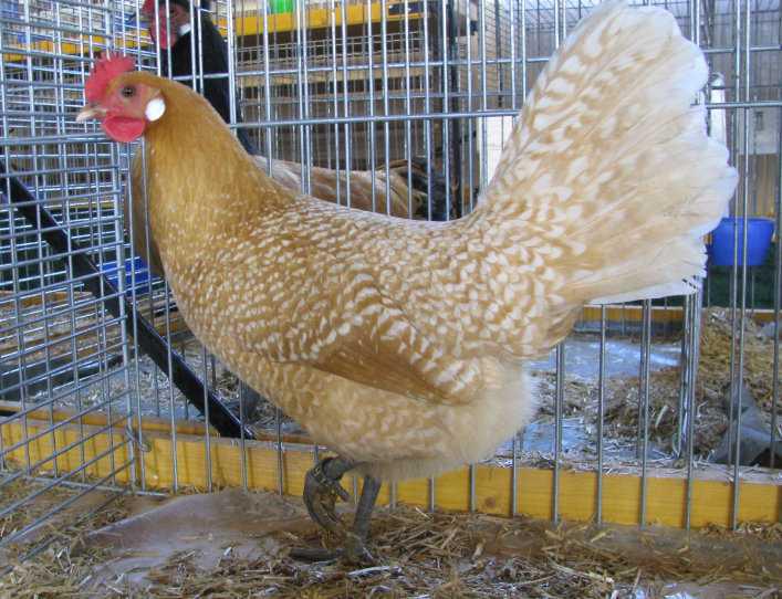 Friesenhühner in Ungarn :-) Friesenhühner in Ungarn :-)