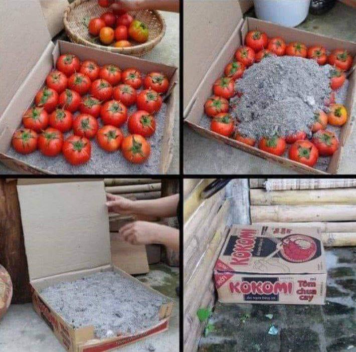 Konservierung von Tomaten in Asche Konservierung von Tomaten in Asche