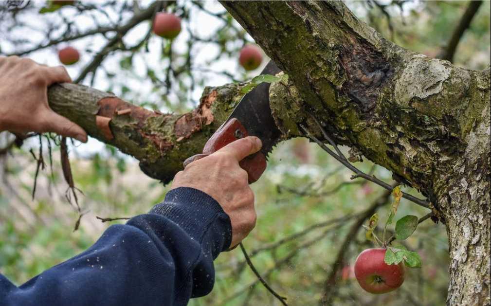 Apfelbaum schneiden: Wann & wie geht man richtig vor?