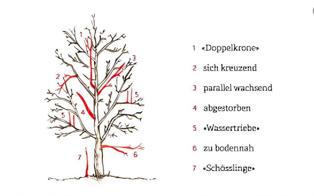 Apfelbaum schneiden: Wann & wie geht man richtig vor?