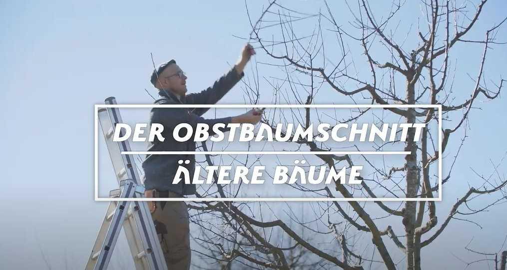 Obstbaumschnitt bei älteren Bäumen