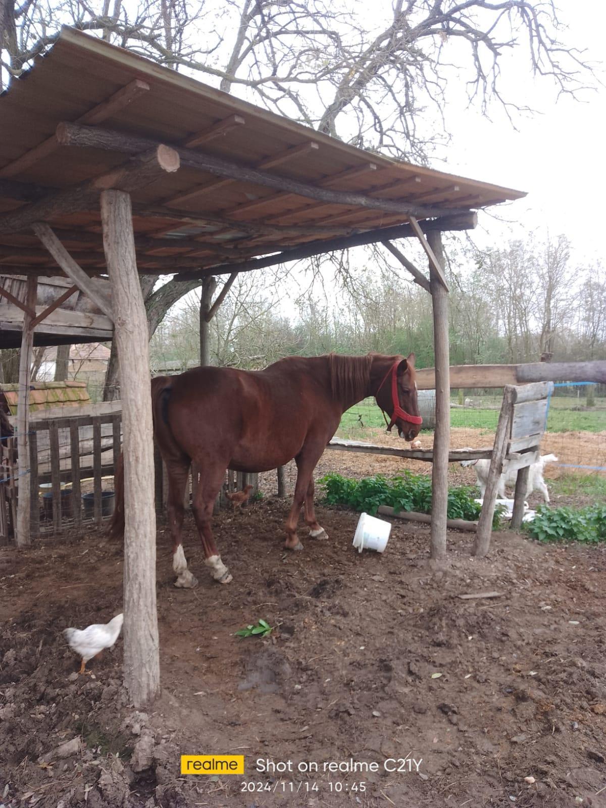 Pferdeunterstell-Möglichkeit Pferdeunterstell-Möglichkeit