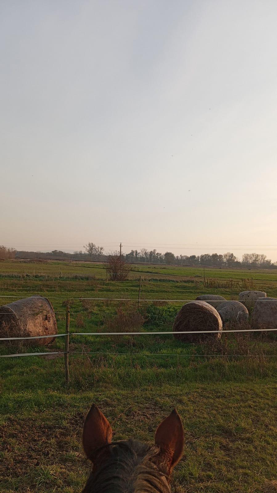 Pferdeunterstell-Möglichkeit Pferdeunterstell-Möglichkeit