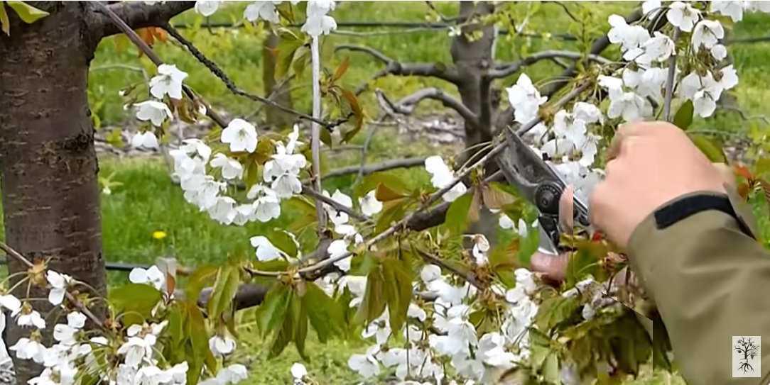 Einfacher Trick zum Kirschbaumschnitt - So bleiben Bäume gesund und verkahlen nicht! Einfacher Trick zum Kirschbaumschnitt - So bleiben Bäume gesund und verkahlen nicht!