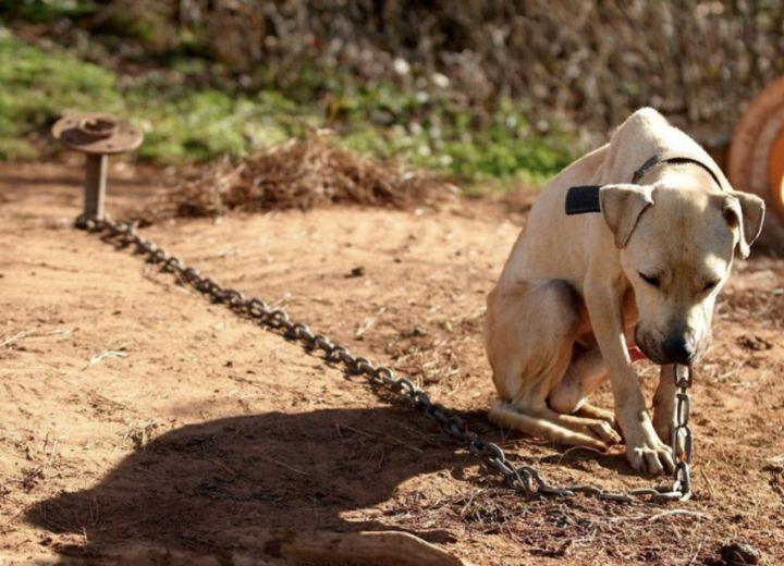 Bitte schreibt oder ruft an, wenn ihr einen Kettenhund ohne Zwinger seht Bitte schreibt oder ruft an, wenn ihr einen Kettenhund ohne Zwinger seht