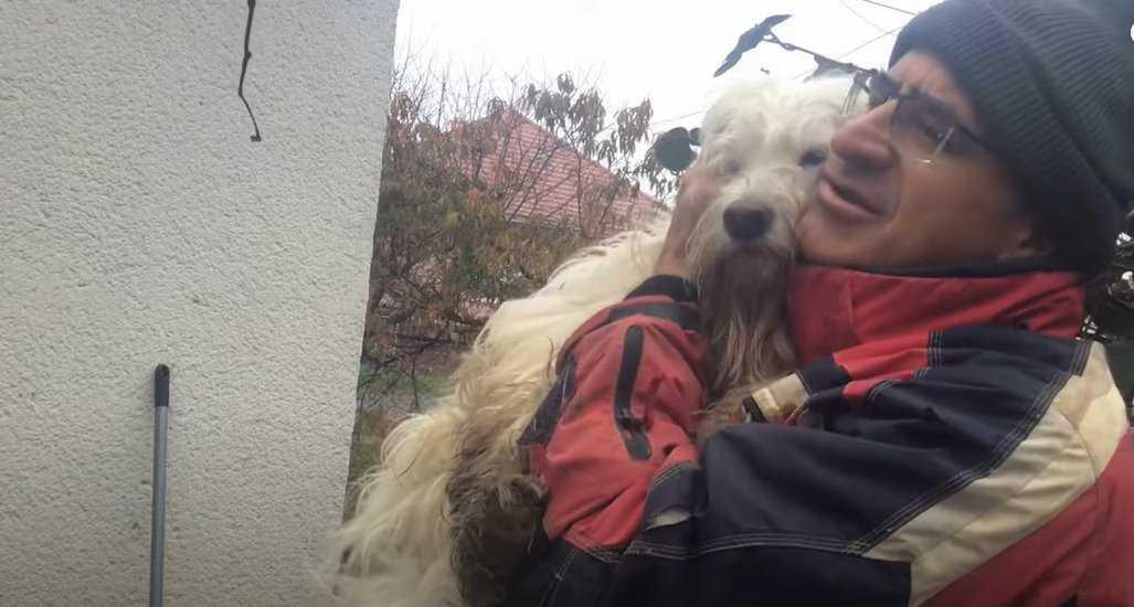 4 junge Hunde suchen ein neues Zuhause 4 junge Hunde suchen ein neues Zuhause