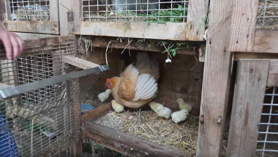 Ungarisch-deutsches Ehepaar rettet verfallenes Dorf  & sucht noch Gleichgesinnte Ungarisch-deutsches Ehepaar rettet verfallenes Dorf  & sucht noch Gleichgesinnte