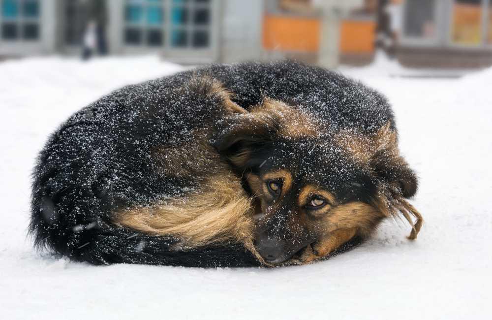 Mensch, prahle nicht mit deiner Überlegenheit über Tiere