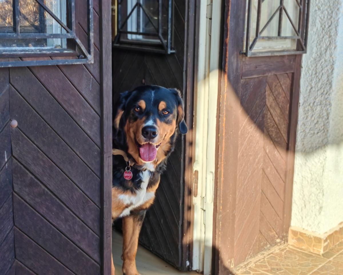 Parlament beschließt Verschärfung der Tierschutzgesetze Parlament beschließt Verschärfung der Tierschutzgesetze