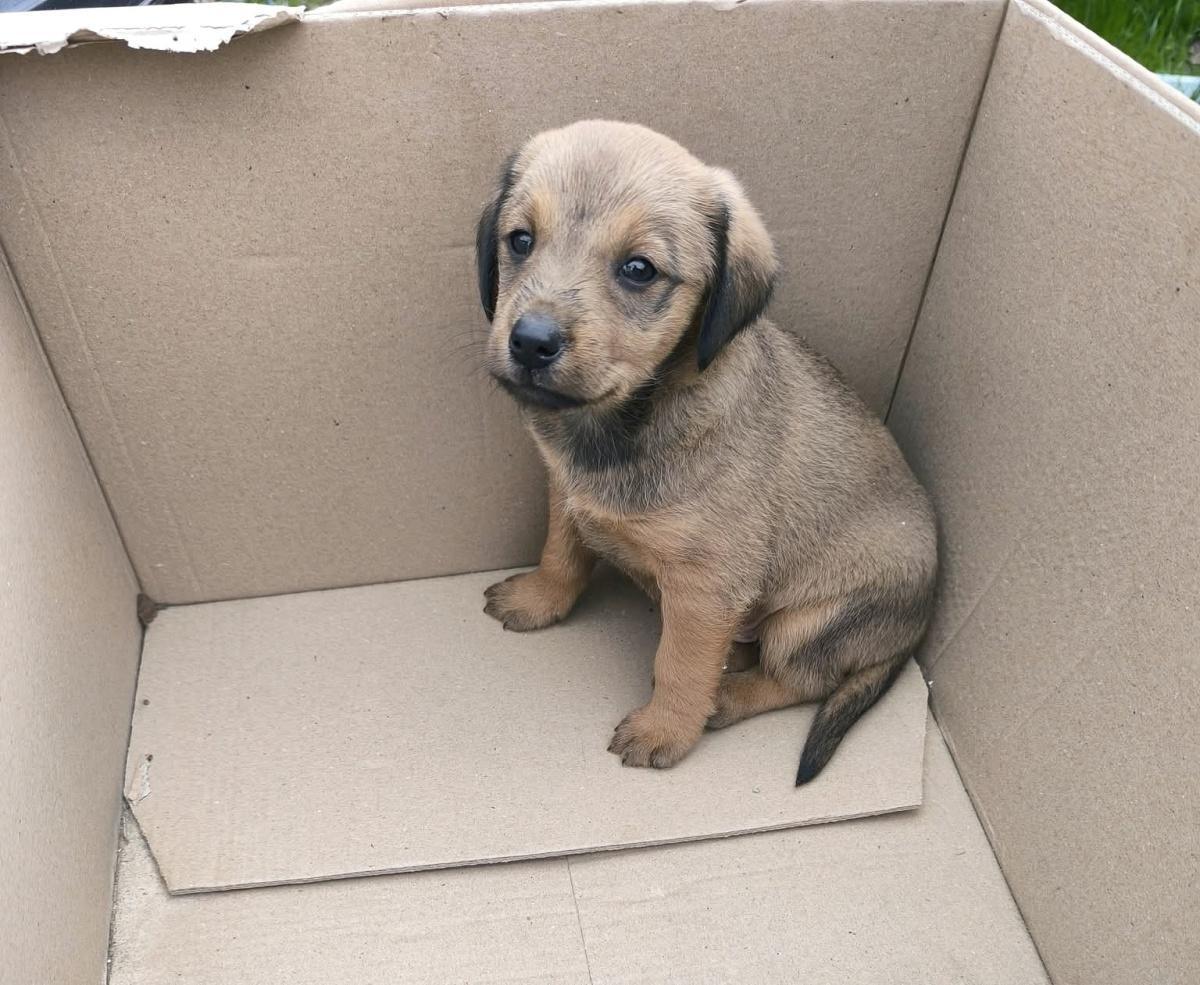 Hundebaby sucht neues zuhause