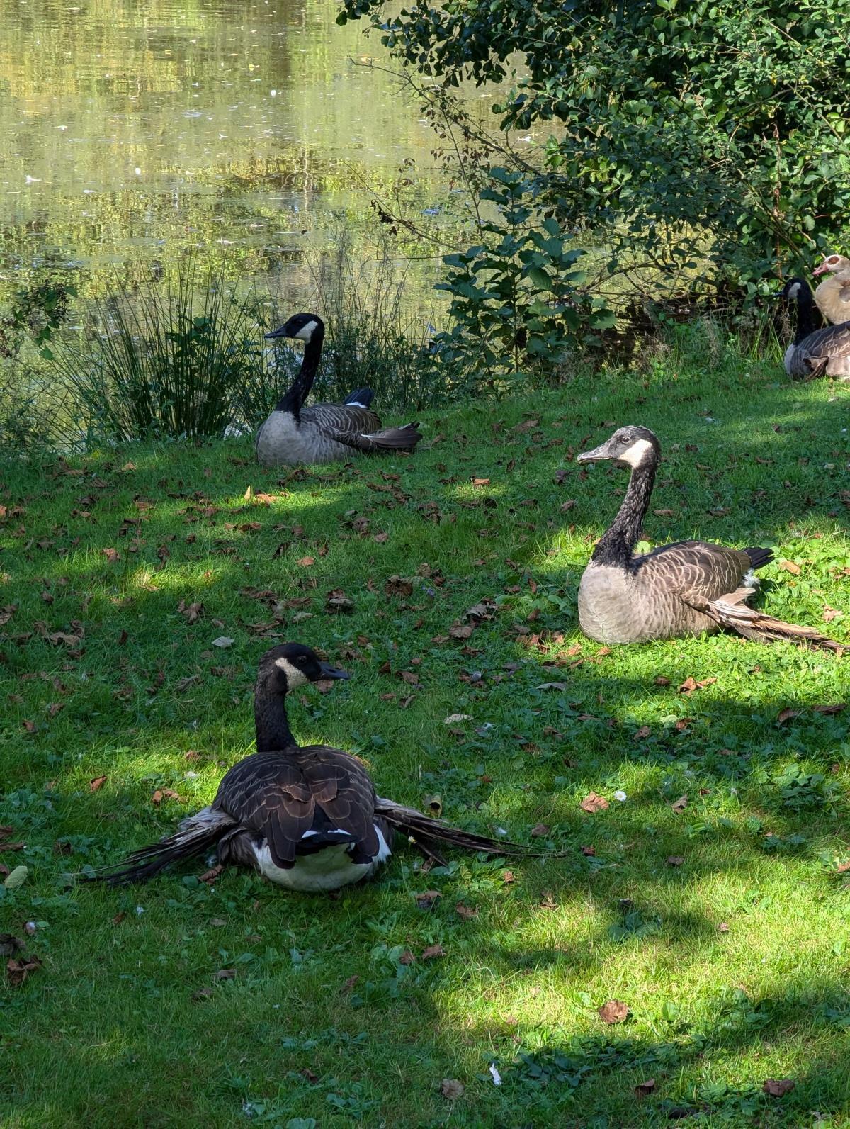 Bitte nicht füttern! - Gefahr durch Kippflügelkrankheit Bitte nicht füttern! - Gefahr durch Kippflügelkrankheit