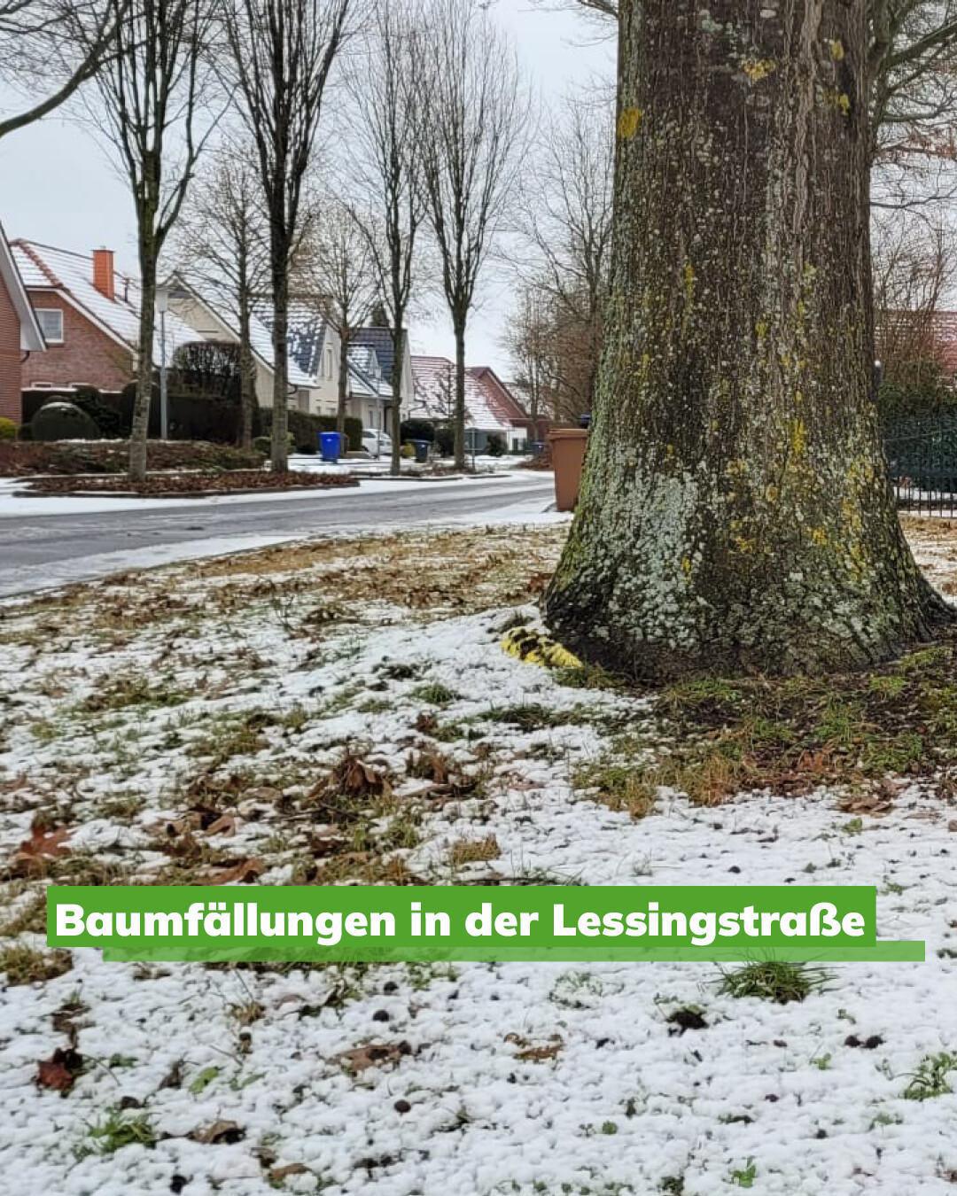 Baumfällungen in der Lessingstraße Baumfällungen in der Lessingstraße