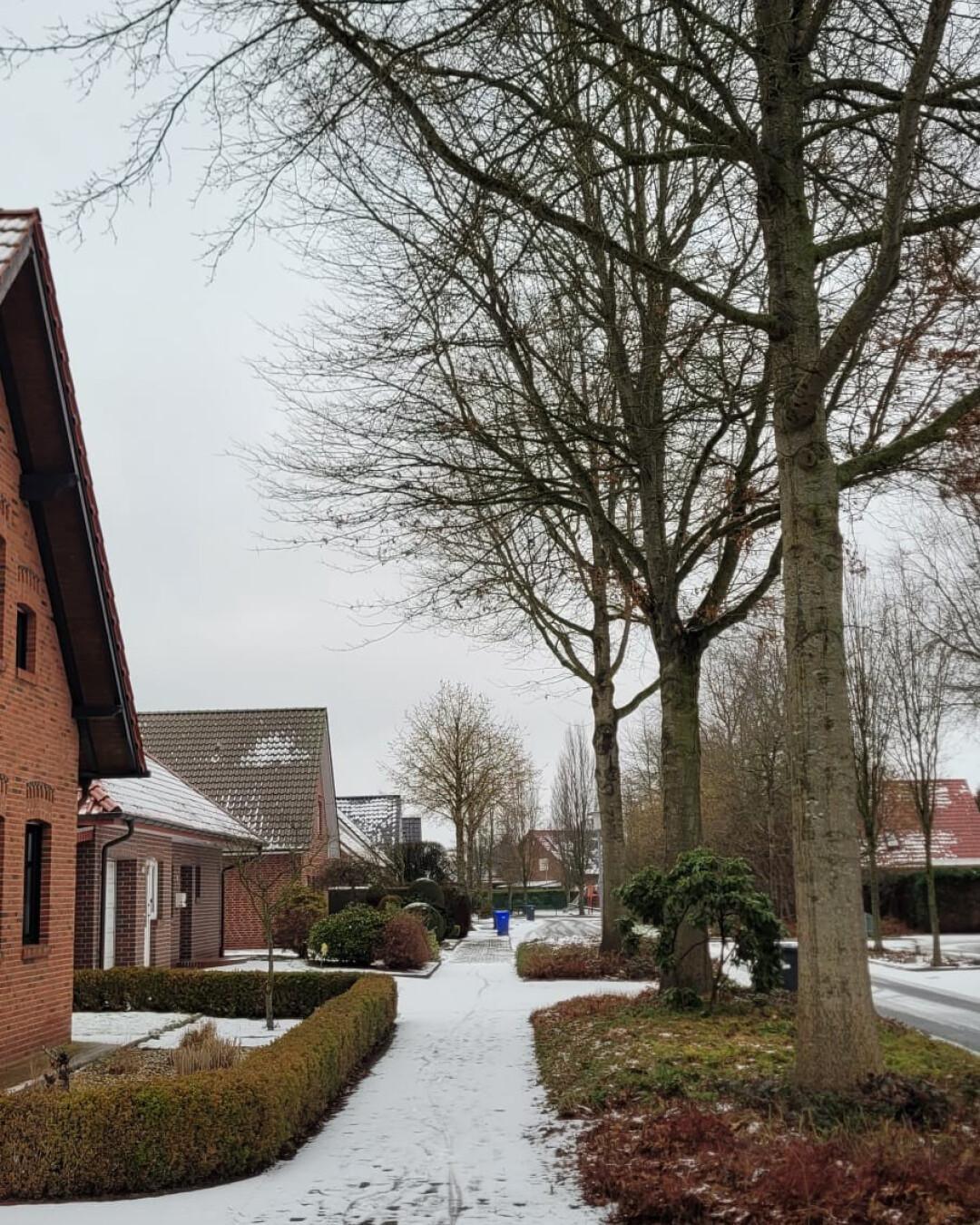 Baumfällungen in der Lessingstraße