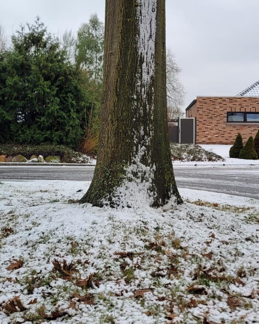 Baumfällungen in der Lessingstraße Baumfällungen in der Lessingstraße