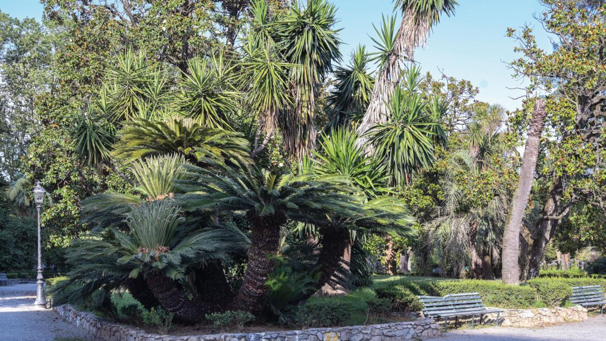I giardini storici: il Boschetto - The Historic Gardens: The Boschetto