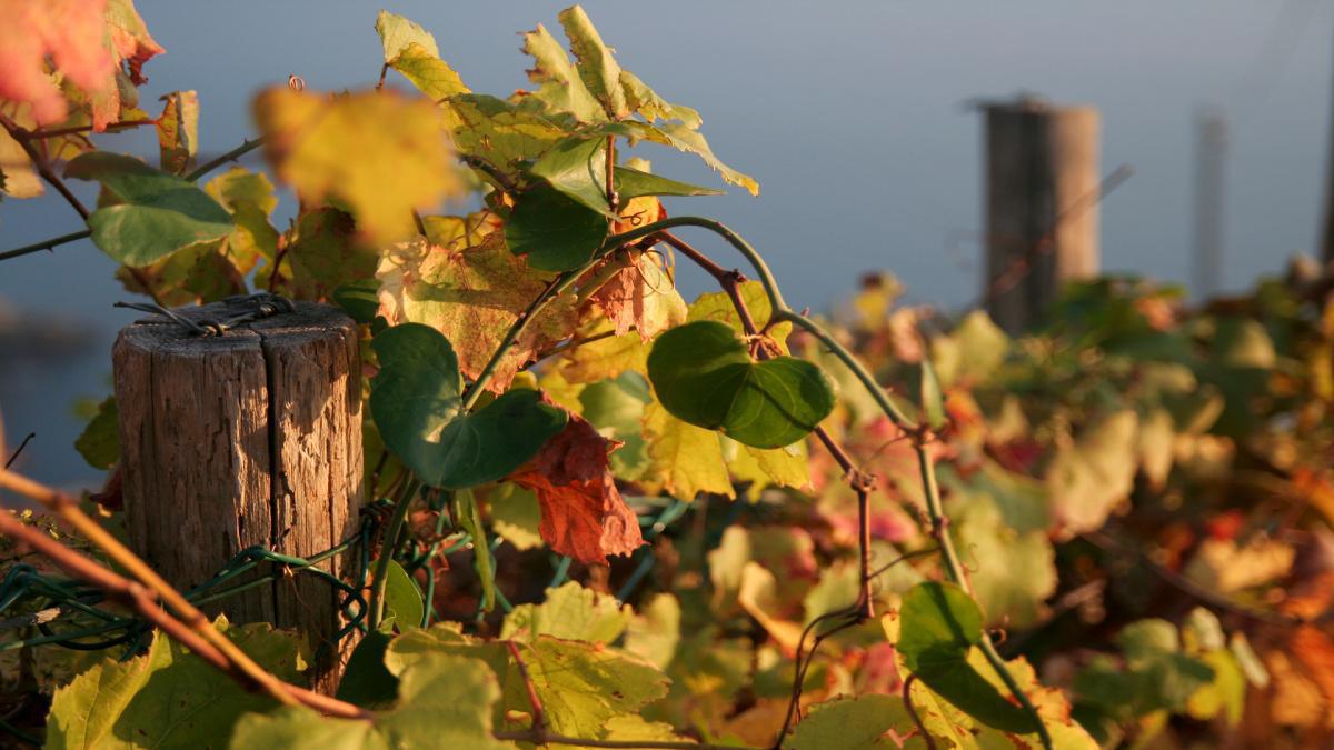 DOC Colli di Luni -Colli di Luni DOC DOC Colli di Luni -Colli di Luni DOC