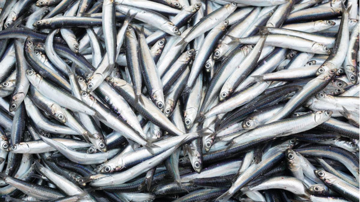 Acciughe alla spezzina - Anchovies in the style of La Spezia Acciughe alla spezzina - Anchovies in the style of La Spezia