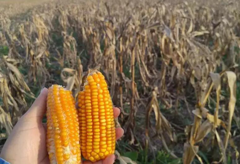 Estiagem reduz produtividade de soja e milho em MS, aponta estudo da Aprosoja Estiagem reduz produtividade de soja e milho em MS, aponta estudo da Aprosoja