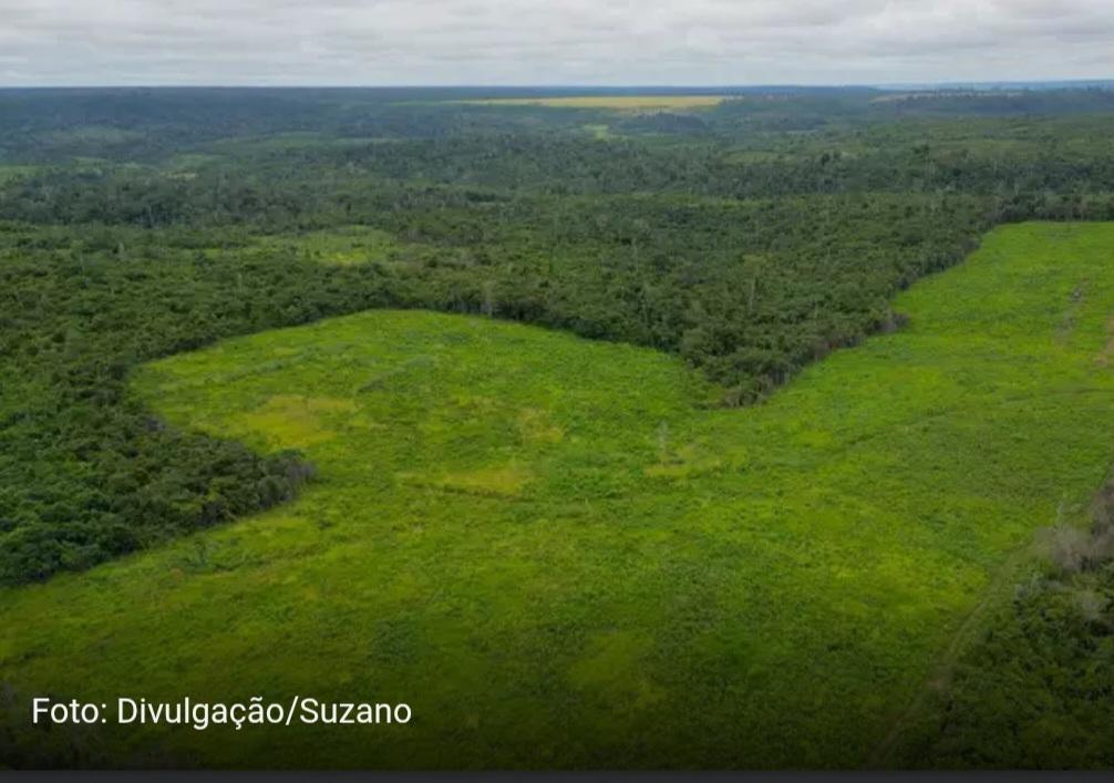 Com apoio do BNDES, fábrica recupera áreas degradadas em MS e outros estados