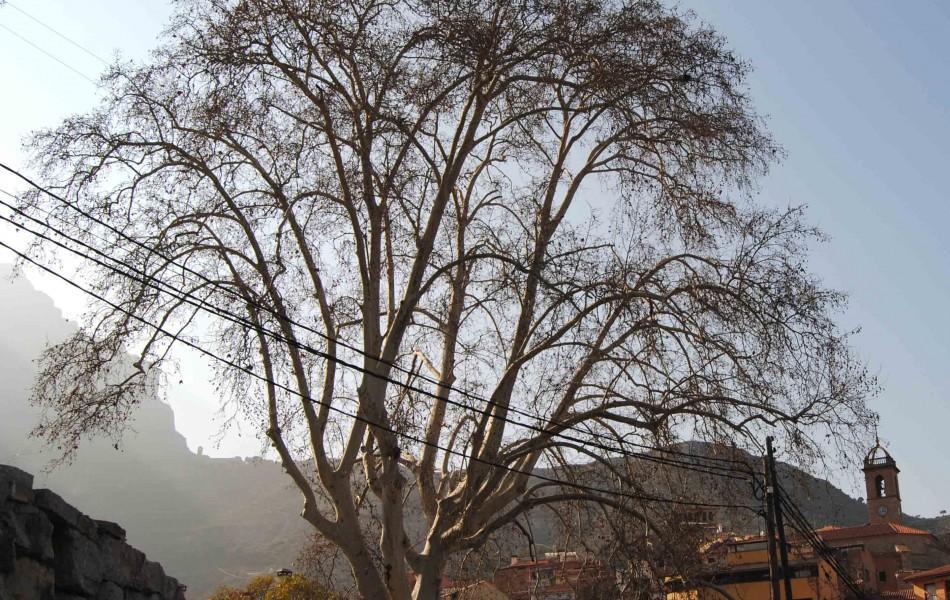 The Gibert Tree The Gibert Tree