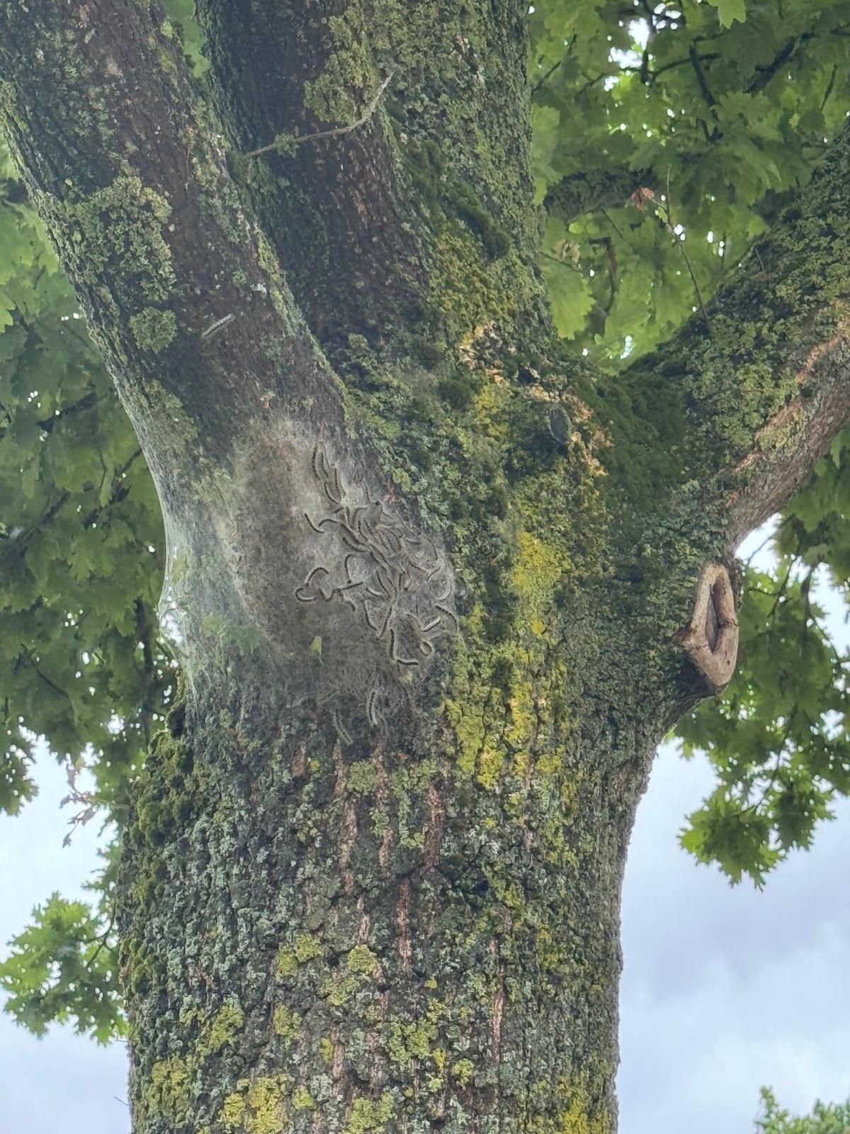 Eichenprozessionsspinner an Bäumen in Rixbeck Eichenprozessionsspinner an Bäumen in Rixbeck