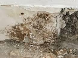 La mérule...Que faire?