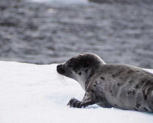 Hunter's eye in South Greenland