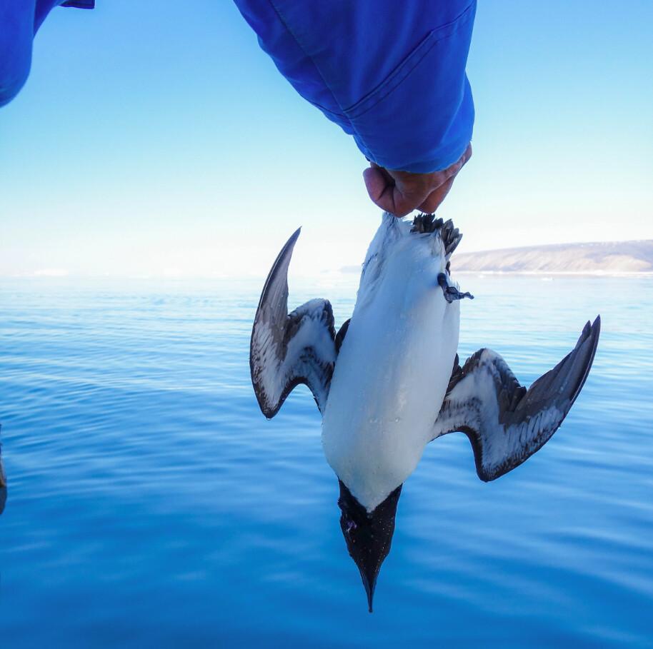 Hunter's eye in South Greenland Hunter's eye in South Greenland