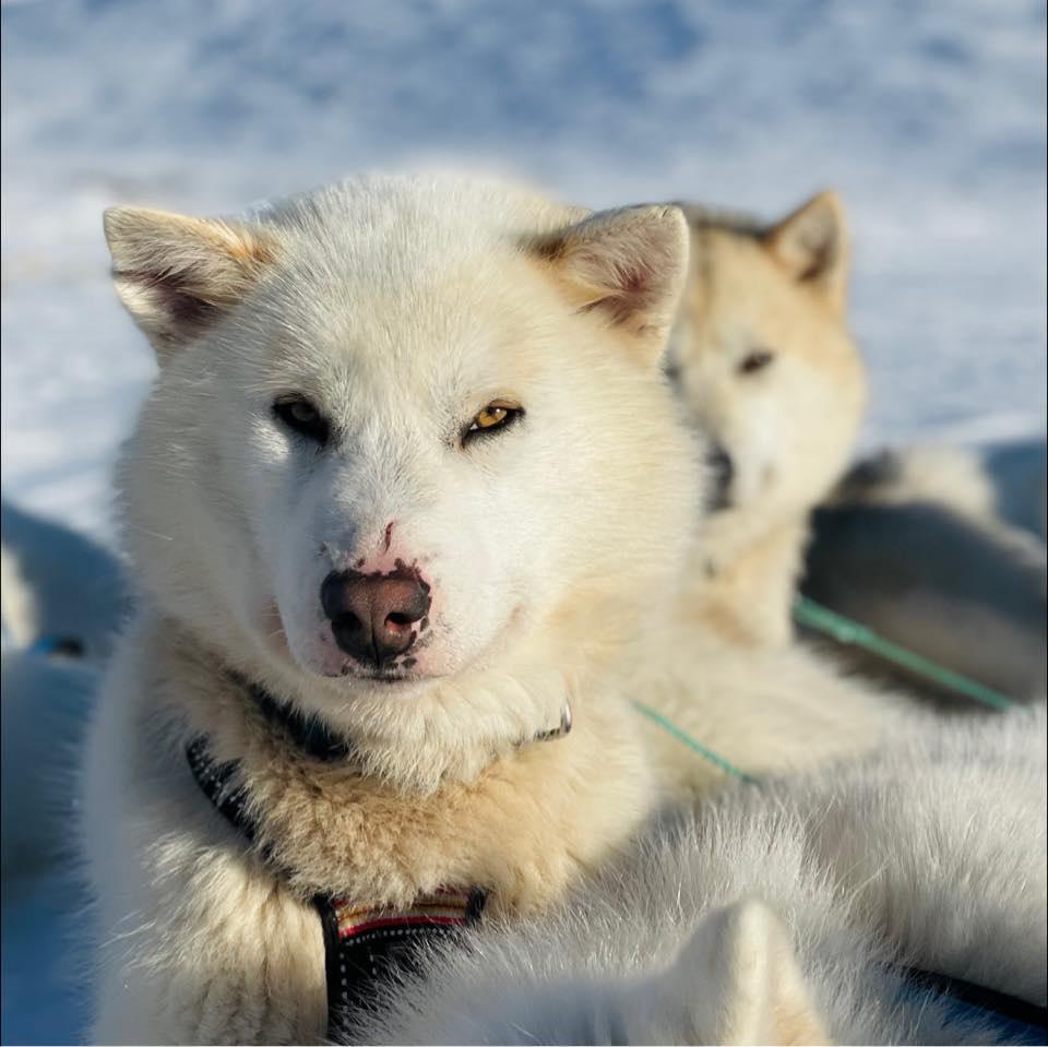 Dogsled Taxi Dogsled Taxi