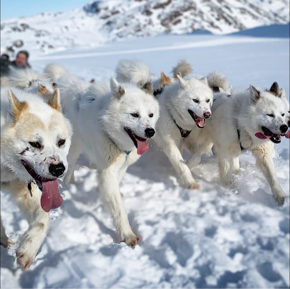 Dogsled Taxi Dogsled Taxi