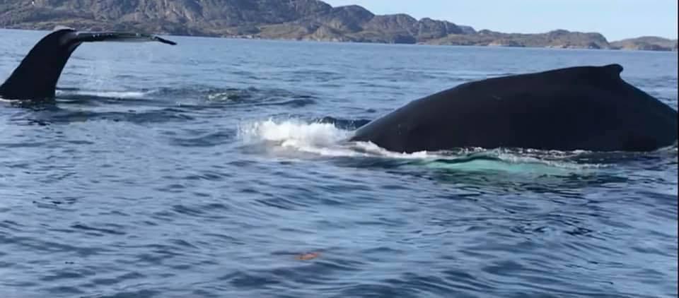 Sisimiut Boat Safari