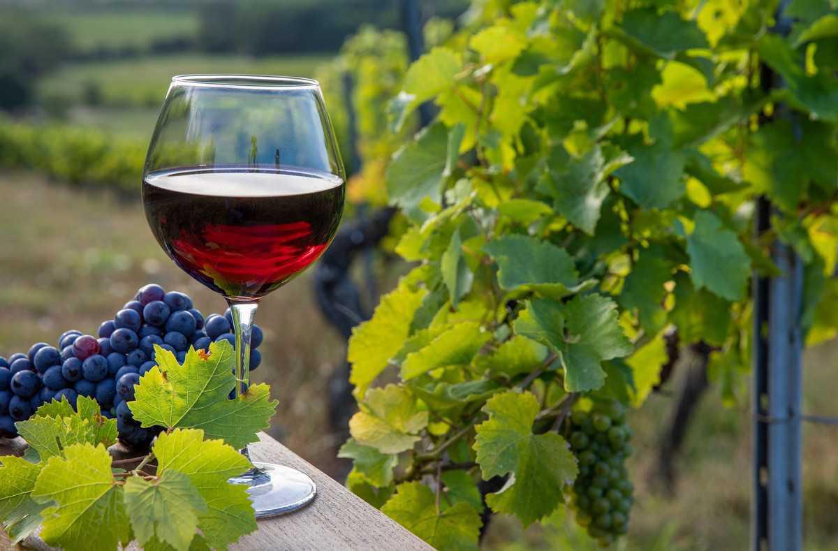 I Vini di Quartucciu – Un Viaggio nei Sapori dell’Isola