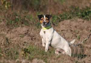 Formation aux premiers secours canins