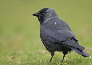 Régulation des corvidés à tir