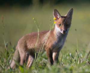 Tir d'été du renard