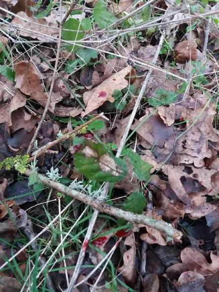 Découverte de la recherche au sang Découverte de la recherche au sang