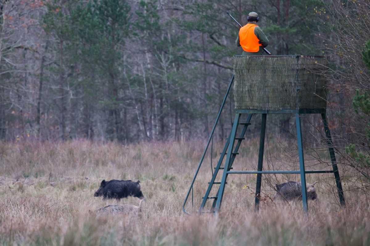  Calendrier des chasses en forêts domaniales
