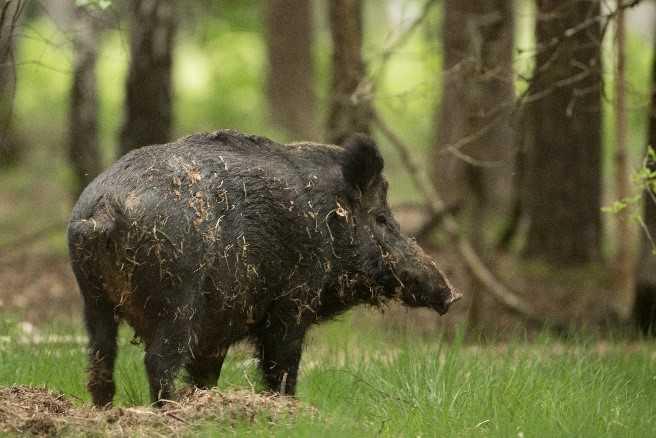 Arrêté chasses particulières de destruction du Sanglier Arrêté chasses particulières de destruction du Sanglier