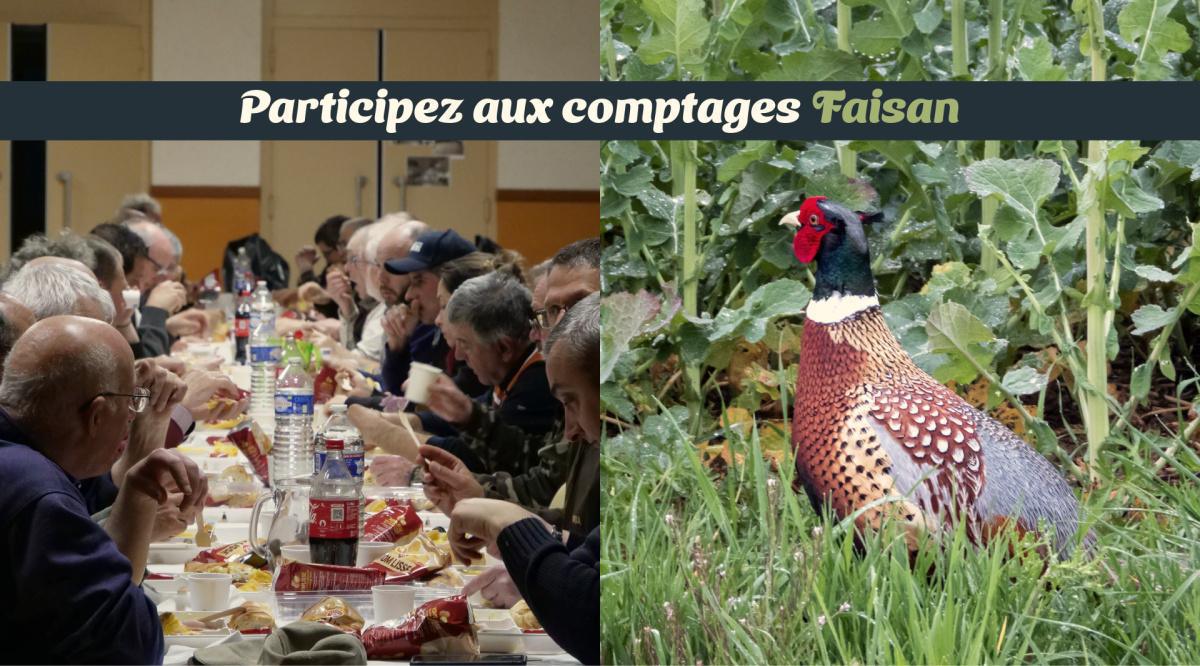 Qui dit avril dit… Comptages Faisan ! 