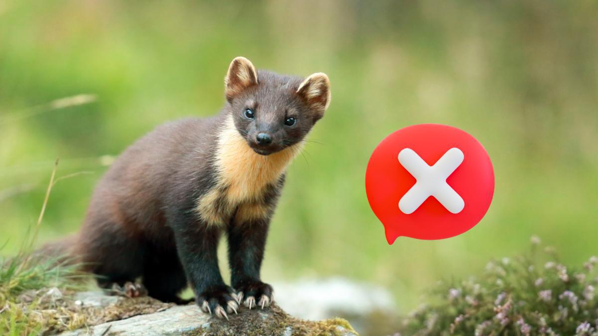 Déclassement de la martre des ESOD Déclassement de la martre des ESOD