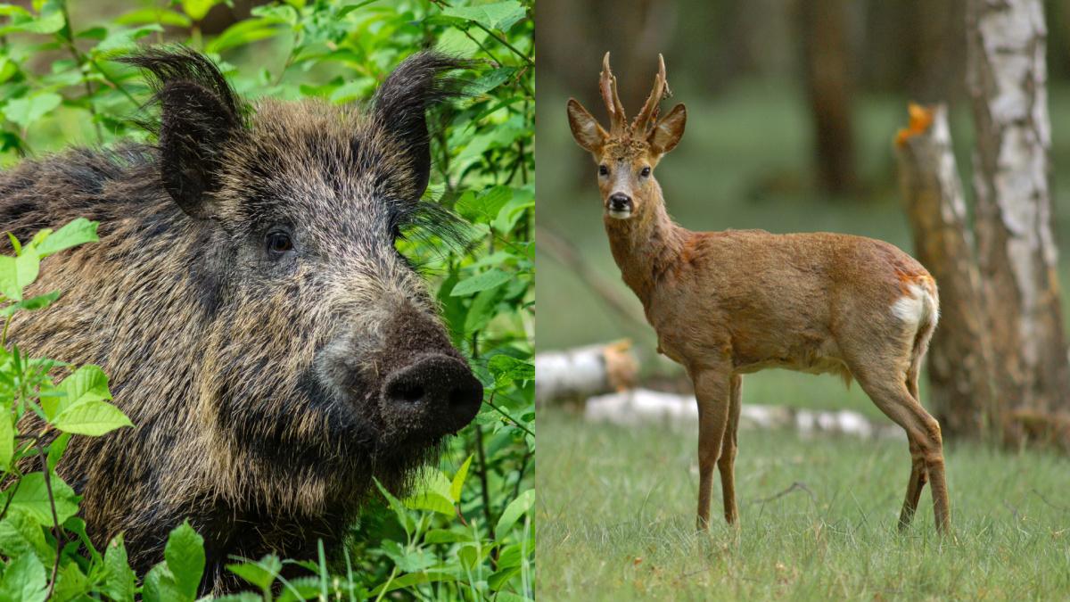 Ouverture de la chasse au chevreuil, au daim et au sanglier à partir du 1er juin 2025