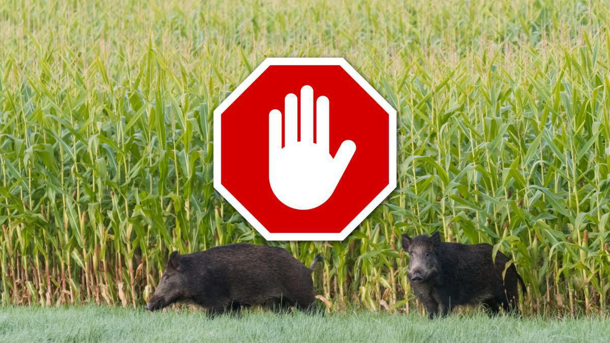 🚫 Fin du tir du sanglier depuis un poste fixe autour des récoltes
