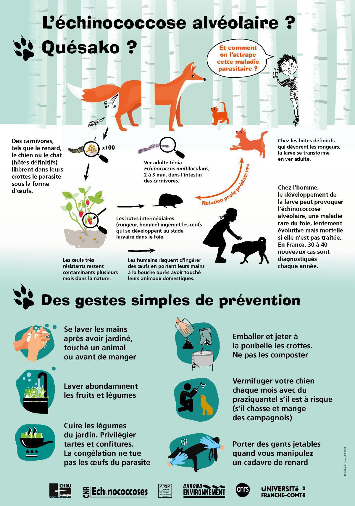 L'échinococcose alvéolaire, c'est quoi ?