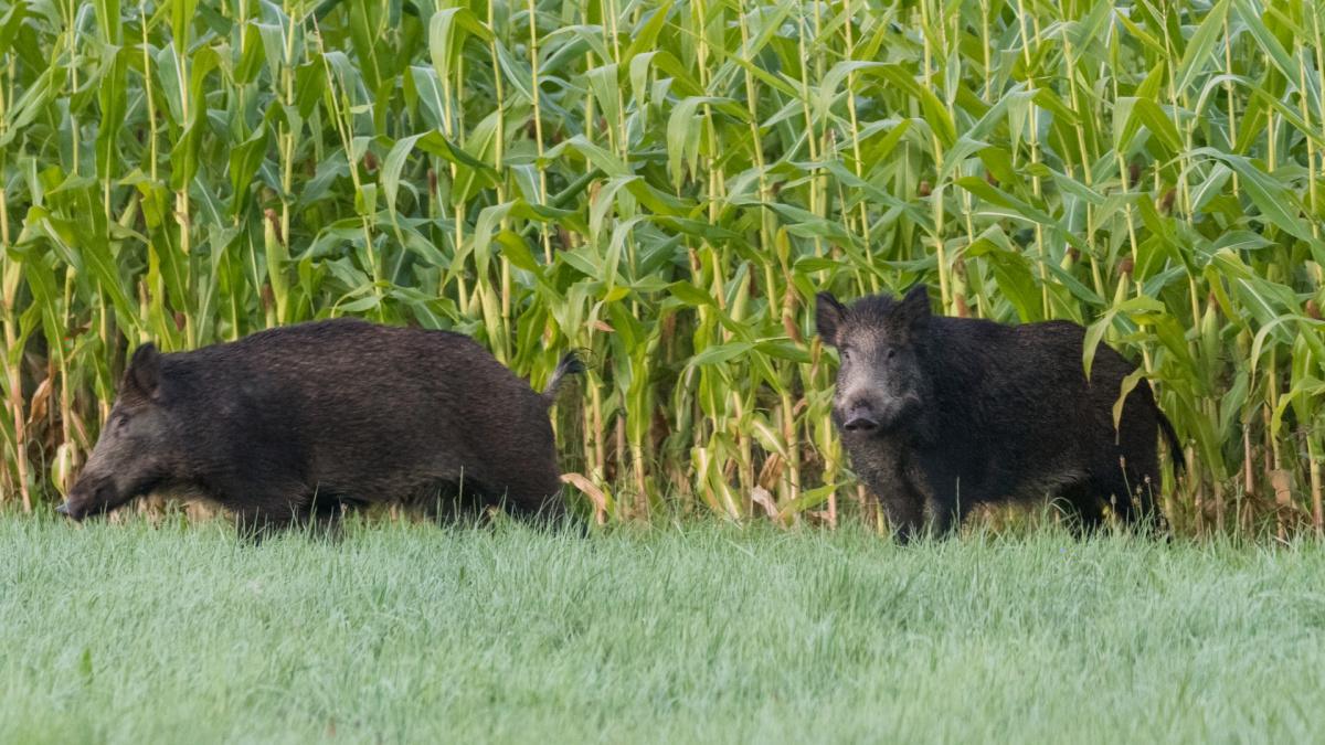 📝 Déclarez vos bilans sangliers en quelques clics ! 📝 Déclarez vos bilans sangliers en quelques clics !
