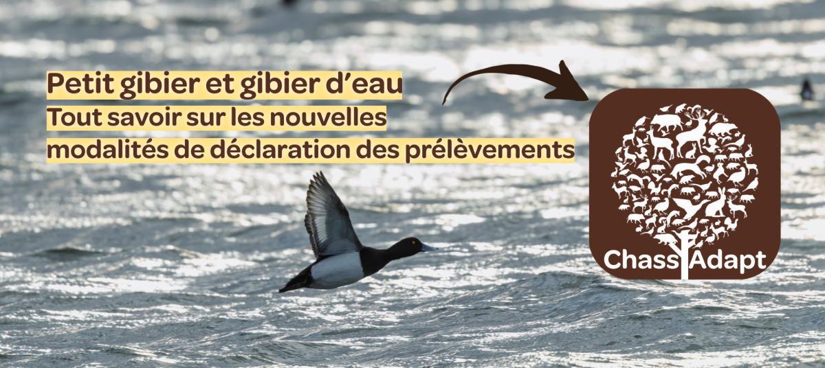 🦆 Déclarations sur ChassAdapt, on vous explique tout 🦆 Déclarations sur ChassAdapt, on vous explique tout